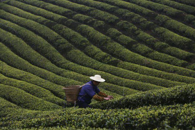 Chinese tea farmers are switching to coffee - Comunicaffe International