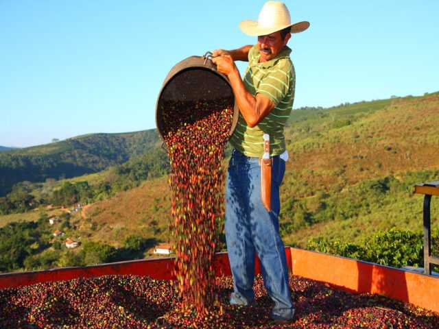 Brazil, Agricultural Prices: CONAB: Average Weekly Prices: Producer:  Coffee
