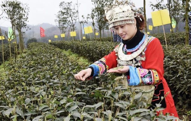 Yibin Tea Fields