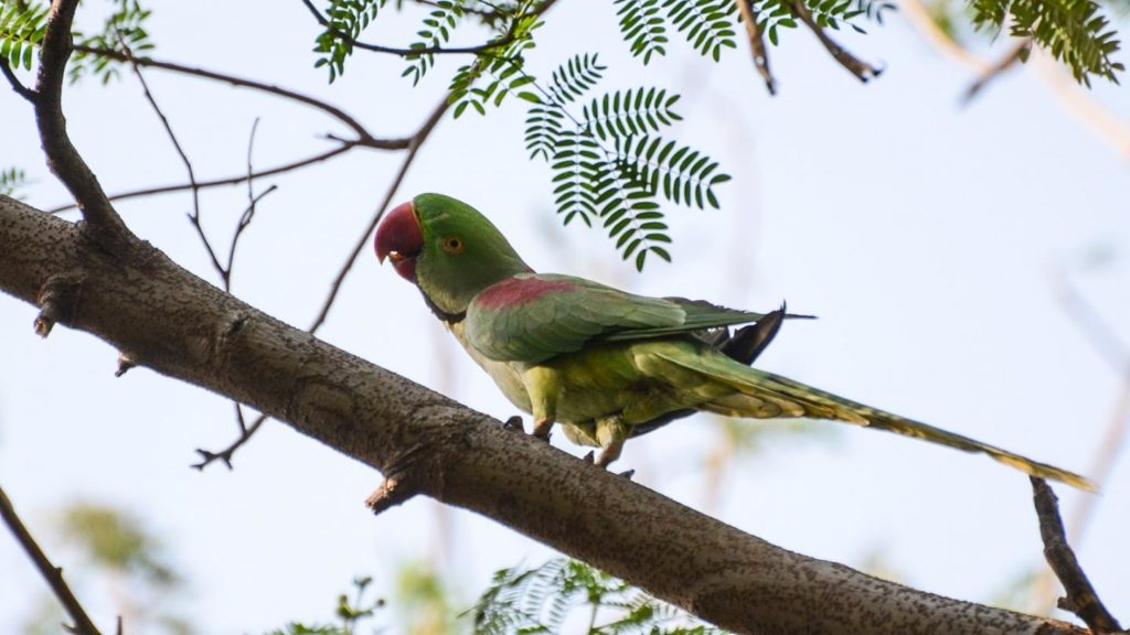 Birds and beans: Wcs Study shows best coffee for bird diversity