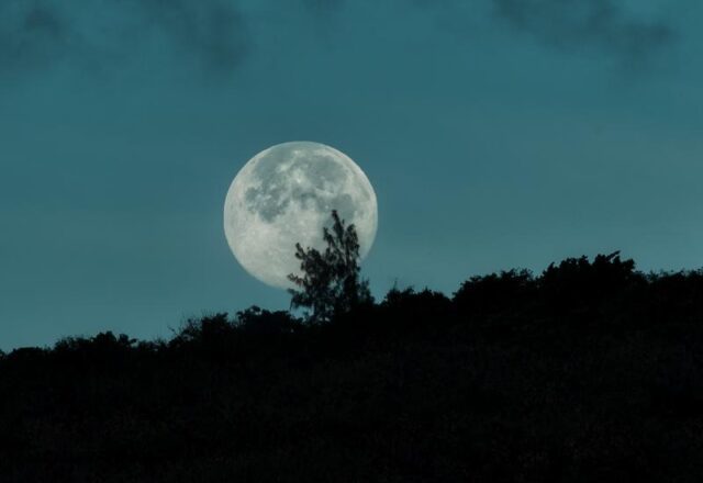 Moonlight disrupts the circadian clock of coffee trees, says new Cirad ...