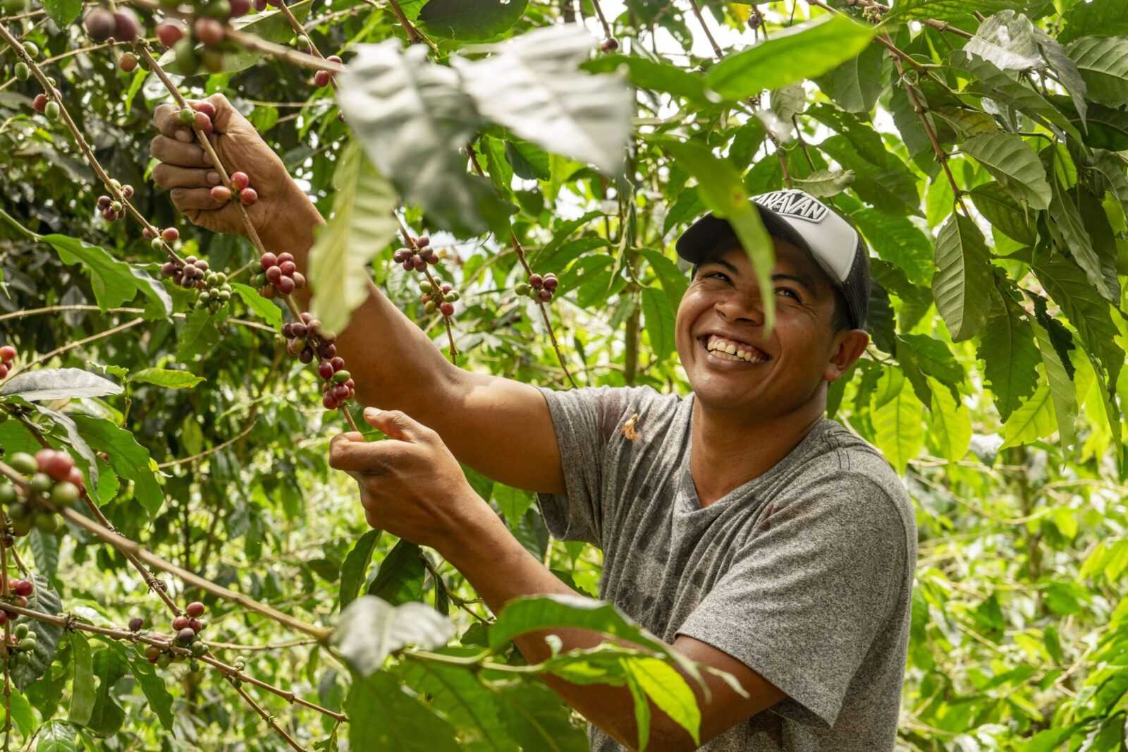 Караван кофе. Natural processing Coffee.