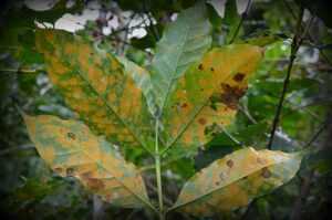 Coffee leaf rust disease widespread in Vietnam, a Japanese study shows