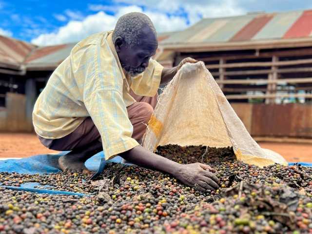 beans to brew