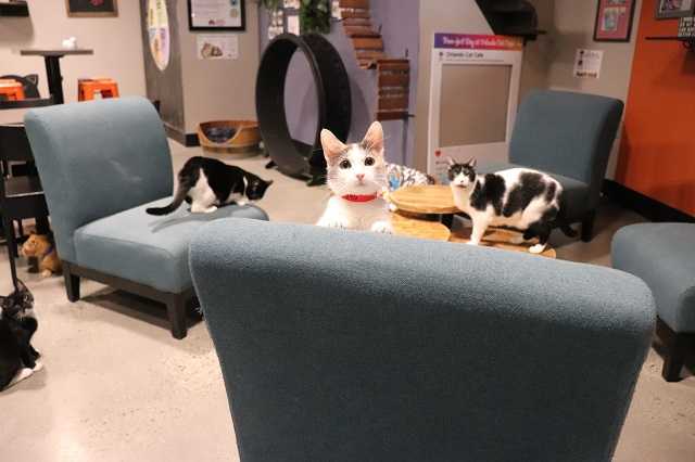 Orlando Cat Café